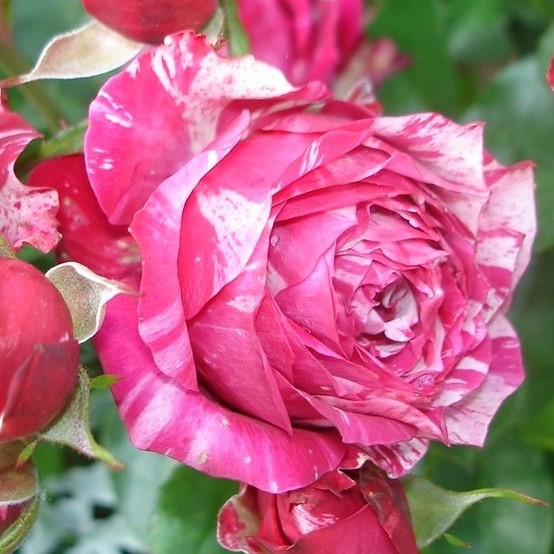 Роза спрей Пинк Флэш